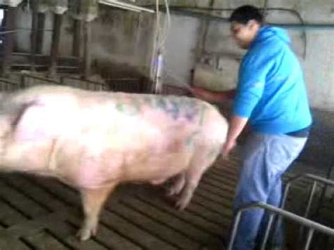 Farm Animal Tube. . Pig xxx